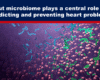 Expose News: Gut microbiome: the unsung hero in predicting and preventing heart problems! Discover its central role in keeping your heart healthy.