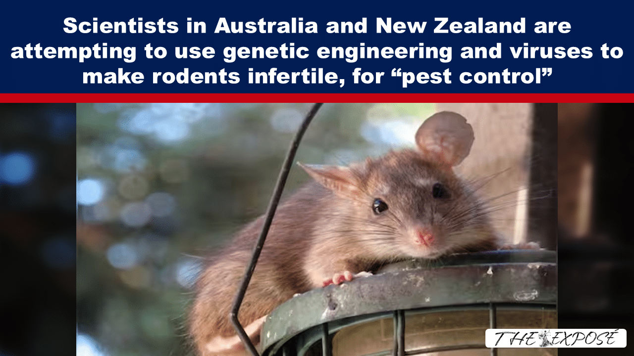 Expose News: Scientists in Australia and New Zealand try using genetic engineering and viruses to make rodents infertile for pest control.