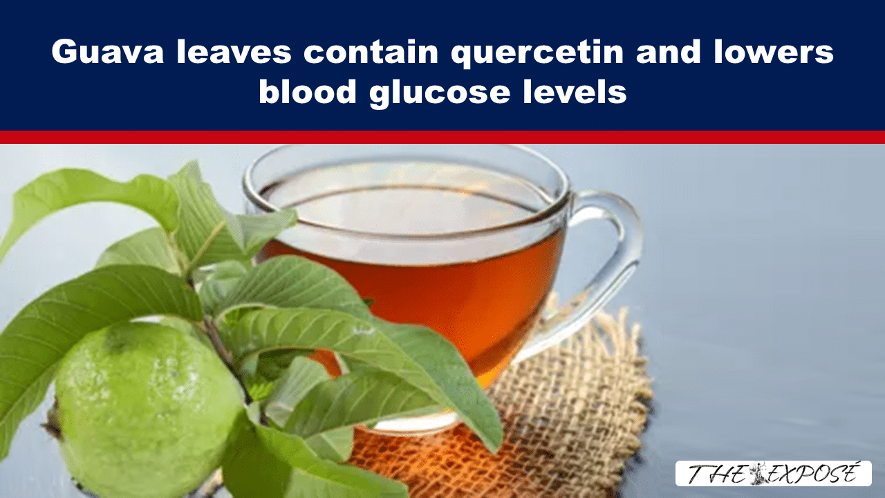 Banner headline: guava leaves contain quercetin and lower blood glucose, with a green guava and cup of tea on a burlap background
