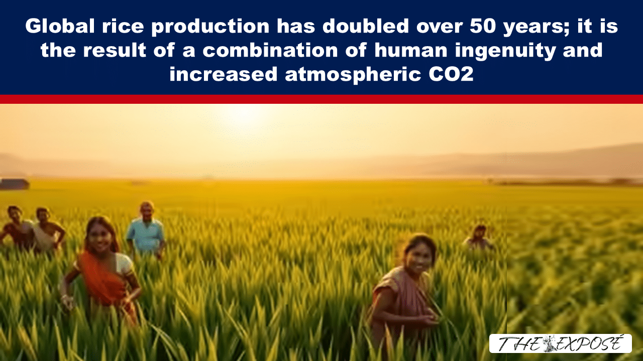 JunFeat20c - The Expose Rice field at sunset with several people standing among tall stalks; headline reads: 'Global rice production has doubled over 50 years...' for an article on rice production and CO2 effects